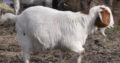 South africa Deliver Full Blood Live Boer Goats