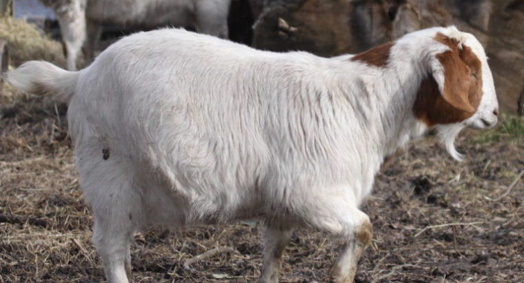 South africa Deliver Full Blood Live Boer Goats