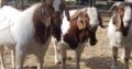 Discount Prices 100% Full Blood Live Boer Goats