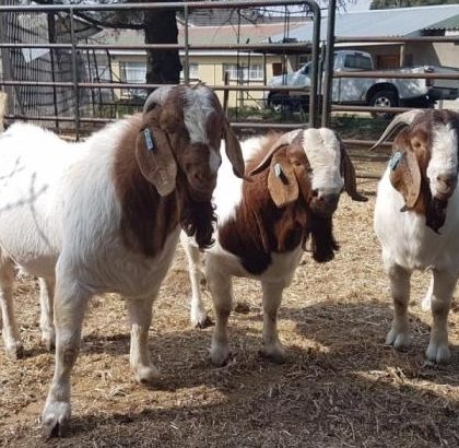 Discount Prices 100% Full Blood Live Boer Goats