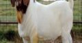 South Afr Blood Boer Goats for sale at good prices