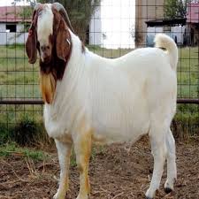 South Afr Blood Boer Goats for sale at good prices