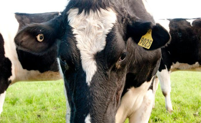 SOUTH AFRICA FRIESIAN CROSS COWS FOR SALE