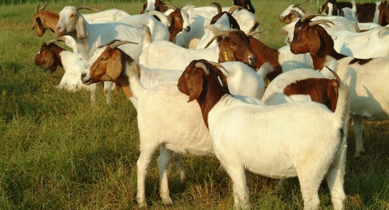 South Africa Live pregnant kalahari and Boer Goats