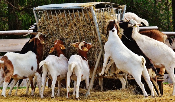 South Africa Live Boer Goats For sale