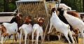 South Africa healthy Live Boer Goats for sale