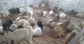 South Africa healthy Live Boer Goats for sale