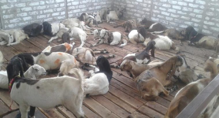 South Africa healthy Live Boer Goats for sale