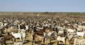 South Africa Live pregnant kalahari and Boer Goats