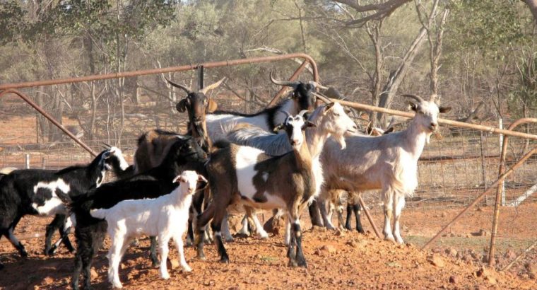 South Africa Live Boer Goats For sale