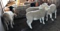 Where to order dorper and Merino lambs