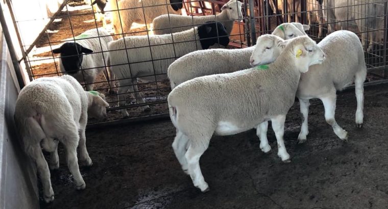 Where to order dorper and Merino lambs