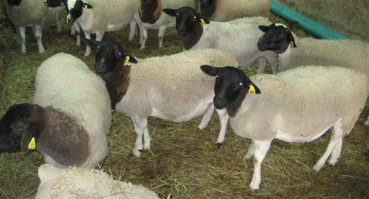 Buy dorper and Merino lambs online