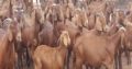South Africa Full Blood Live Boer Goats for sale