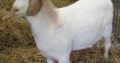 South Africa Full Blood Live Boer Goats for sale