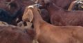 South Afr Full Blood Boer Goats Live awassi Sheep