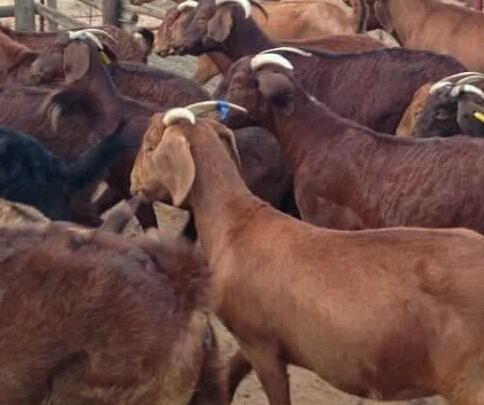 South Afr Full Blood Boer Goats Live awassi Sheep