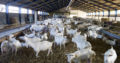 South Afr Full Blood Boer Goats Live awassi Sheep