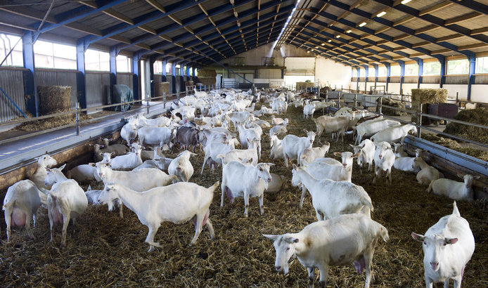 South Afr Full Blood Boer Goats Live awassi Sheep
