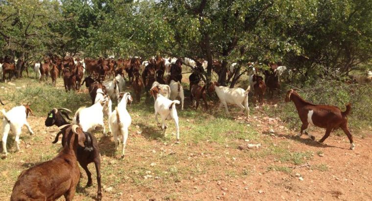 Boer and Kalahari goats for sale