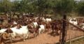 Where to order Boer and Kalahari goats