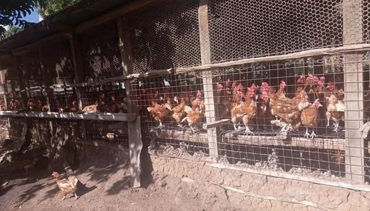 Where to order Day old and layer chickens