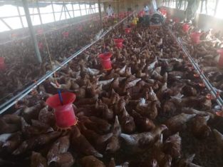 Order Day old and layer chickens online
