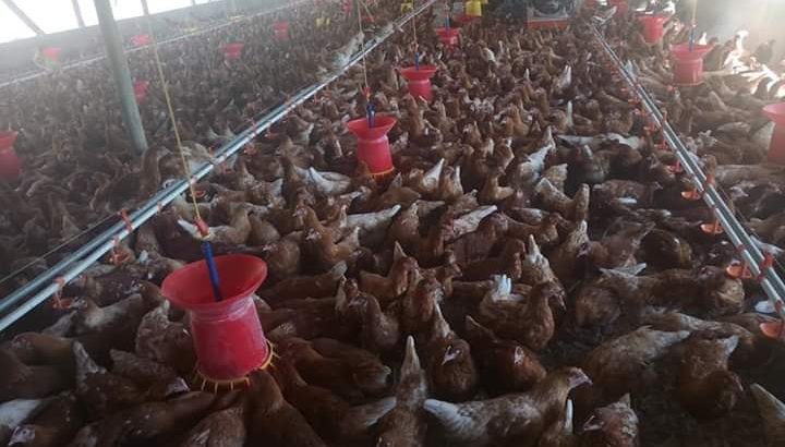 Order Day old and layer chickens online