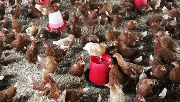 South African Day old and layer chickens suppliers