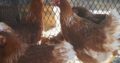 Day old and layer chickens for sale