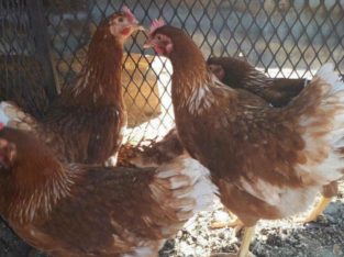 Day old and layer chickens for sale