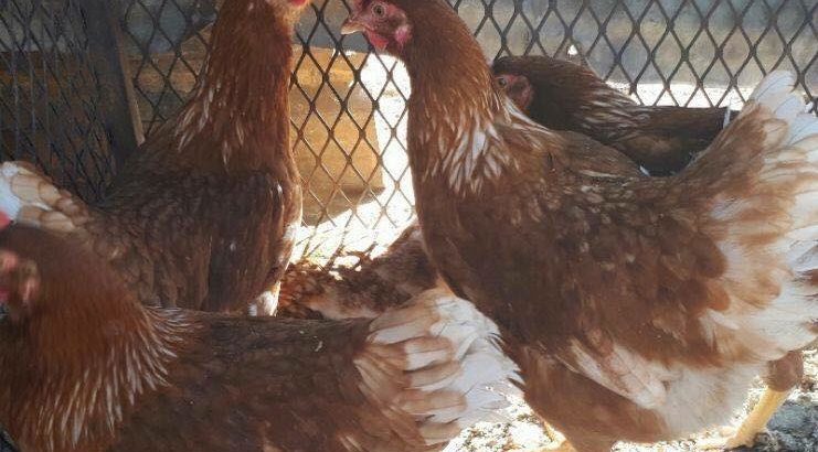 Day old and layer chickens for sale