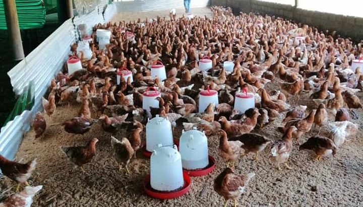 Buy Day old and layer chickens online
