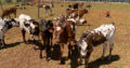 SOUTH AFRICA HOLSTEIN CATTLE NGUNI ,ANGUS BULL BON