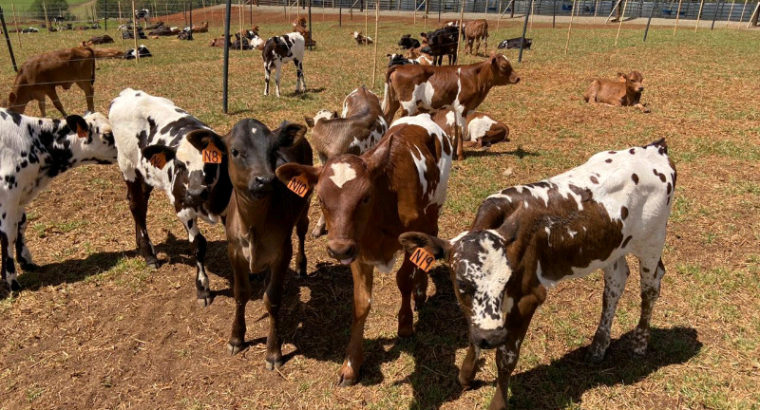 SOUTH AFRICA HOLSTEIN CATTLE NGUNI ,ANGUS BULL BON