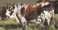 SOUTH AFRICA HOLSTEIN CATTLE NGUNI ,ANGUS BULL BON