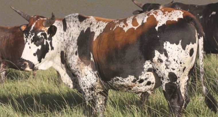 SOUTH AFRICA HOLSTEIN CATTLE NGUNI ,ANGUS BULL BON