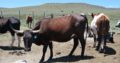 South African cattle and calves suppliers