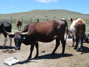 South African cattle and calves suppliers