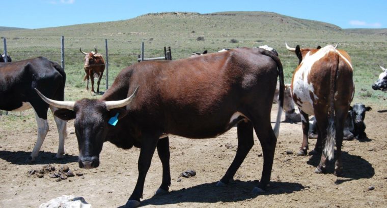 South African cattle and calves suppliers