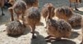 Ostrich chicks and eggs for sale