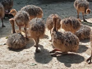 Ostrich chicks and eggs for sale