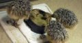 South African Ostrich chicks and eggs suppliers
