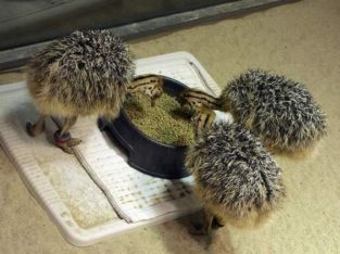 South African Ostrich chicks and eggs suppliers