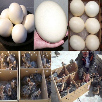 Healthy Ostrich Chicks and fresh Fertile Eggs Here