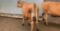 South African Beef and Dairy Cattle suppliers