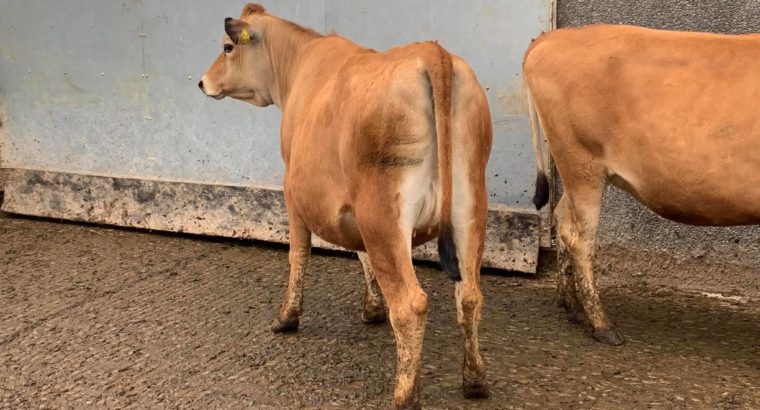 South African Beef and Dairy Cattle suppliers
