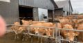 Buy Beef and Dairy cattle online