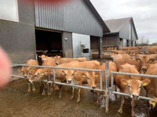 Buy Beef and Dairy cattle online