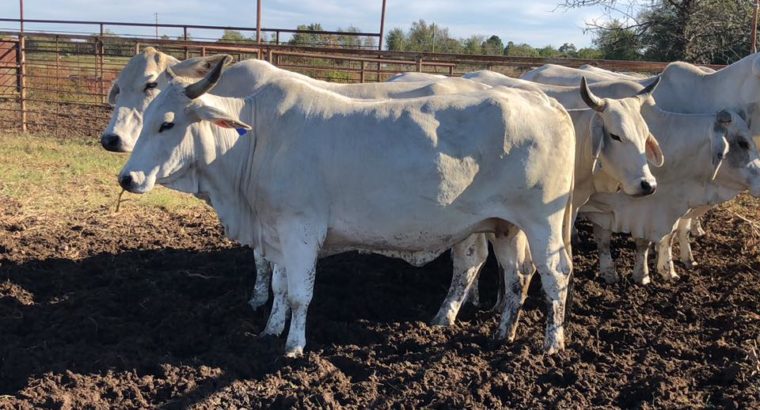 Order Bulls and heifers online